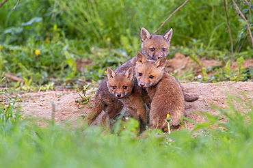 Red fox (Vulpes vulpes), young at the burrow, Guxhagen, Hesse, Germany, Europe