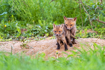 Red fox (Vulpes vulpes), young at the burrow, Guxhagen, Hesse, Germany, Europe