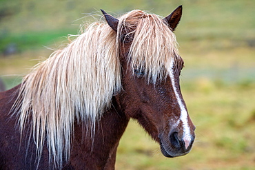 Icelandic horse (Equus islandicus), portrait, near Skogar or Skogar, Sudurland, southern Iceland, Iceland, Europe