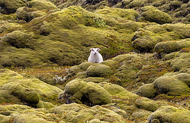 Domestic sheep (Ovis aries) in lava overgrown with Racomitrium elongatum, Ytra Hraun, near Kirkjubaejarklaustur, Kirkjubaejarklaustur, Skaftarhreppur municipality, Suourland region, Sudurland, Iceland, Europe