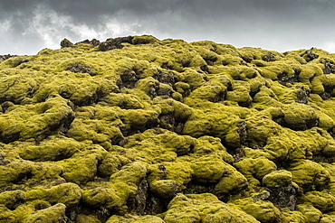 Lava overgrown by Elongated Rock Moss (Racomitrium elongatum), Ytra Hraun, near Kirkjubaejarklaustur, Kirkjubaejarklaustur, Skaftarhreppur municipality, Suourland region, Sudurland, Iceland, Europe