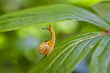 Grove snail (Cepaea nemoralis), Germany, Europe