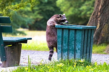 Raccoon (Procyon lotor) climbing on litter bin in park, Hesse, Germany, Europe