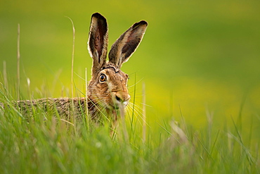 European hare (Lepus europaeus) Prignitz, Brandenburg, Germany, Europe