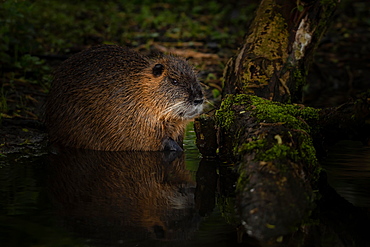 Nutria (Myocastor coypus) Prignitz, Brandenburg, Germany, Europe