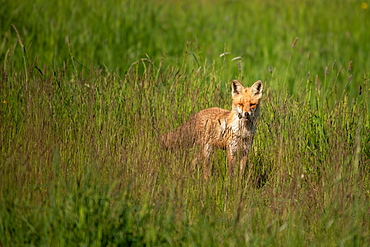 Red fox (Vulpes vulpes) Prignitz, Brandenburg, Germany, Europe