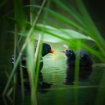 Common moorhen (Gallinula chloropus) with chicks, Hamburg, Germany, Europe