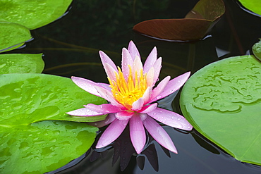 Pink water lily (Nymphaea Pink), variety American Star, Baden-Wuerttemberg, Germany, Europe