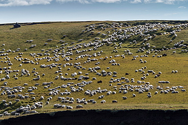 Domestic sheep (Ovis aries), man on quad at sheep drive or rettir, Kirkjubaejarklaustur, Skaftarhreppur, Suourland, Iceland, Europe