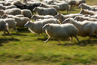 Wiping picture, running Domestic sheep (Ovis aries), sheep drive or rettir, Kirkjubaejarklaustur, Skaftarhreppur, Suourland, Iceland, Europe