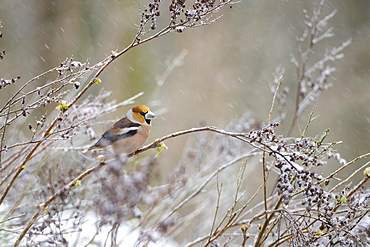 Hawfinch (Coccothraustes coccothraustes), Germany, Europe