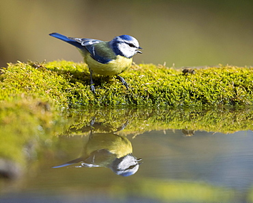 Blue tit (Cyanistes caeruleus), Germany, Europe