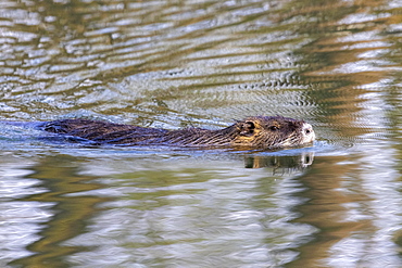 Nutria (Myocastor coypus), Germany, Europe