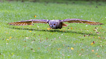 Eurasian eagle-owl (Bubo bubo), Germany, Europe