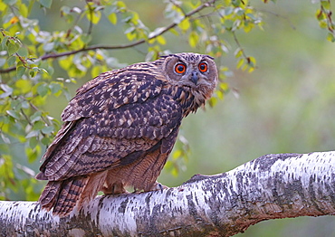 Eurasian eagle-owl (Bubo bubo) in a birch tree, Sauerland, Germany, Europe