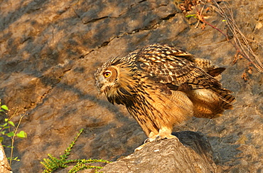 Eurasian eagle-owl (Bubo bubo) in a quarry, Sauerland, Germany, Europe