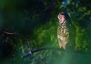 Eurasian eagle-owls (Bubo bubo) in the forest, Sauerland, Germany, Europe