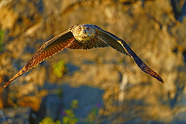 Flying Eurasian eagle owl (Bubo bubo) in a quarry in the last evening light, Sauerland, Germany, Europe