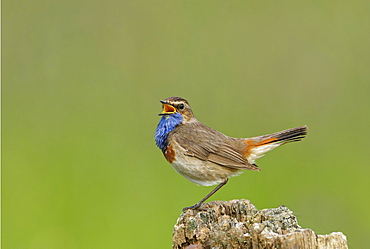 Singing White-starred Blue-throat (Luscinia svecica cyanecula), Lake Duemmer, Germany, Europe