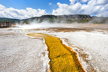 Yellow bacteria and algae in a hot spring at Black Sand Basin and Biscuit Basin, Yellowstone National Park, Wyoming, USA, North America