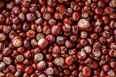 Chestnuts, seeds of the common sweet buckeye (Aesculus flava) image-filling