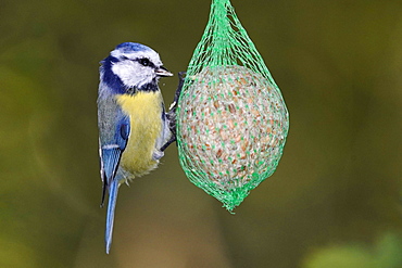 Blue tit (Cyanistes caeruleus) at a feeding station, wildlife, Germany, Europe