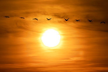 Common crane (Grus grus) flying in the sunset, wildlife, National Park Vorpommersche Boddenlandschaft, Mecklenburg-Vorpommern, Germany, Europe