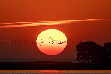 Common crane (Grus grus) flying in the sunrise, wildlife, National Park Vorpommersche Boddenlandschaft, Mecklenburg-Vorpommern, Germany, Europe