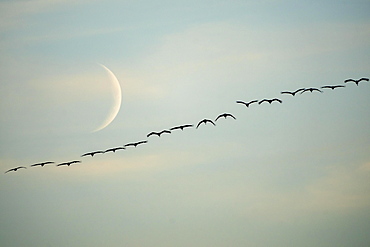 Common crane (Grus grus) flying at rising moon, wildlife, National Park Vorpommersche Boddenlandschaft, Mecklenburg-Vorpommern, Germany, Europe