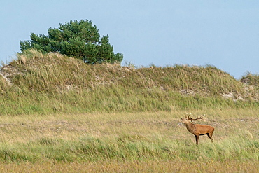 Red deer (Cervus elaphus), rutting, roaring deer, wildlife, Vorpommersche Boddenlandschaft National Park, Mecklenburg-Western Pomerania, Germany, Europe