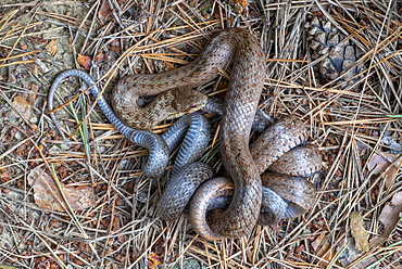 Smooth snake (Coronella austriaca), smooth snake, hazel snake or copper snake, the brown animal eats the grey animal, Limbach, Burgenland, Austria, Europe