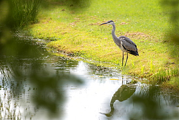 Grey heron (Ardea cinerea), standing on the bank of a pond, Limbach, Burgenland, Austria, Europe