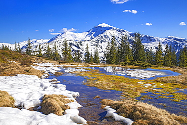 Springtime mountain landscape with meltwater pools and spruce trees, Gilfert in the background, Naunz, Tux Pre-Alps, Tyrol, Austria, Europe