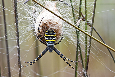 Wasp spider (Argiope bruennichi) at the cocoon, Emsland, Lower Saxony, Germany, Europe