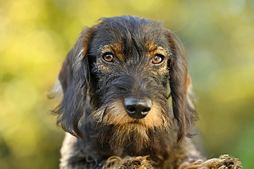 Wire-haired dachshund (Canis lupus familiaris) puppy, male, 5 months, pet portrait, Baden-Wuerttemberg, Germany, Europe