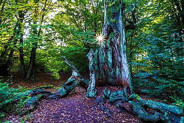 Dead old beech (Fagus), Sababurg primeval forest, Hesse, Germany, Europe