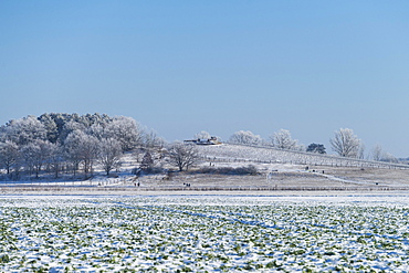 Vineyard in winter on the island of Toeplitz, Werder (Havel), Potsdam-Mittelmark, Havelland, Brandenburg, Germany, Europe