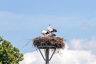 Young storks in the stork nest, Radewege, stork cycle path at the Beetzsee, Potsdam-Mittelmark, Havelland, Brandenburg, Germany, Europe