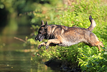 German shepherd domestic dog (Canis lupus familiaris), adult, male, jumps into a stream, Rhineland-Palatinate, Germany, Europe