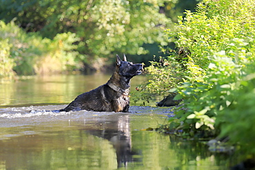 German shepherd domestic dog (Canis lupus familiaris), adult, male, standing in a stream, Rhineland-Palatinate, Germany, Europe