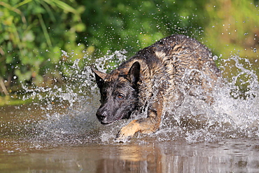 German shepherd domestic dog (Canis lupus familiaris), adult, male, jumping through a stream, Rhineland-Palatinate, Germany, Europe