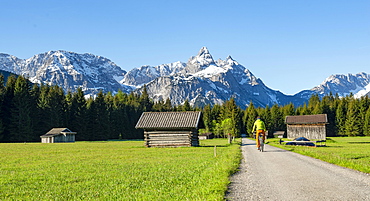 Mountain biker on road through meadow with hay barns, behind snowy mountain peaks in spring, Mieminger Kette with Ehrwalder Sonnenspitze, Ehrwald, Tyrol, Austria, Europe