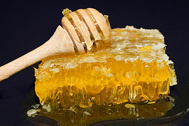 Fresh honeycomb with blossom honey and wooden honey spoon, studio photography with black background