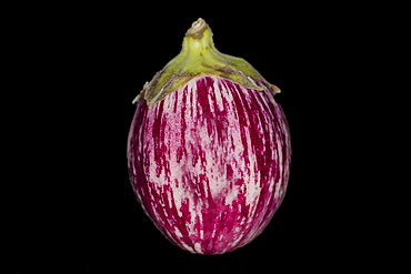 Thai aubergine (Solanum virginianum L.) (Syn.: Solanum xanthocarpum Schrad. & H.Wendl.) (Solanum surattense Burm.f.) (Solanum mairei H.Leveille) in the colour Graffity, studio photograph with black background