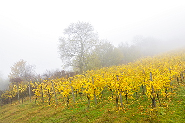 Vineyard in the fog, autumn, Baden-Wuerttemberg, Germany, Europe