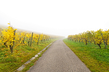 Path through vineyard in fog, autumn, Baden-Wuerttemberg, Germany, Europe