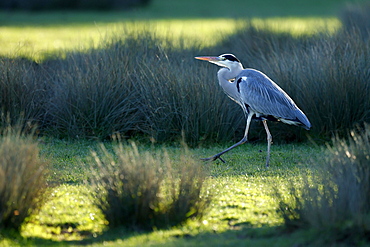 Grey heron (Ardea cinerea), walking in tall grass, wildlife, France, Europe