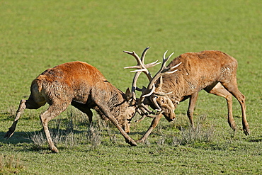 Red deer (Cervus elaphus), stag fighting during the rut, captive, France, Europe