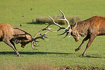 Red deer (Cervus elaphus), stag fighting during the rut, captive, France, Europe