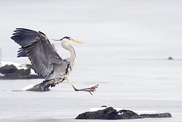 Grey heron (Ardea cinerea) landing on dead wood, frozen water surface, Hesse, Germany, Europe